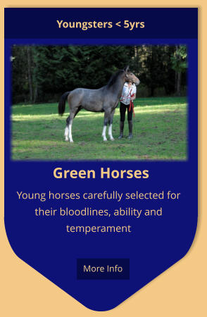 Green Horses Young horses carefully selected for their bloodlines, ability and temperament Youngsters < 5yrs  More Info
