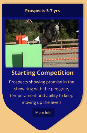 Starting Competition Prospects showing promise in the show ring with the pedigree, temperament and ability to keep moving up the levels Prospects 5-7 yrs  More Info