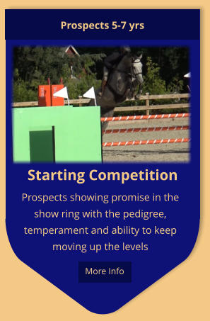 Starting Competition Prospects showing promise in the show ring with the pedigree, temperament and ability to keep moving up the levels Prospects 5-7 yrs  More Info