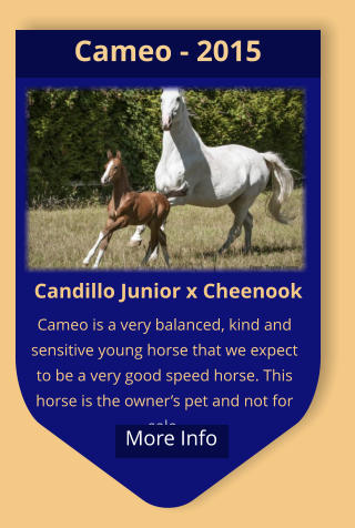 Candillo Junior x Cheenook Cameo is a very balanced, kind and sensitive young horse that we expect to be a very good speed horse. This horse is the owner’s pet and not for sale. Cameo - 2015  More Info