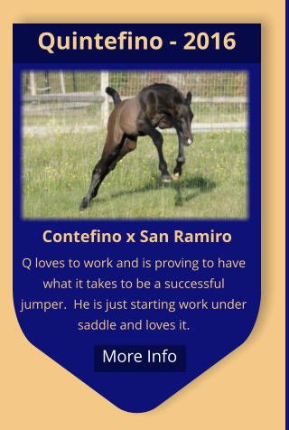 Contefino x San Ramiro Q loves to work and is proving to have what it takes to be a successful jumper.  He is just starting work under saddle and loves it. Quintefino - 2016  More Info