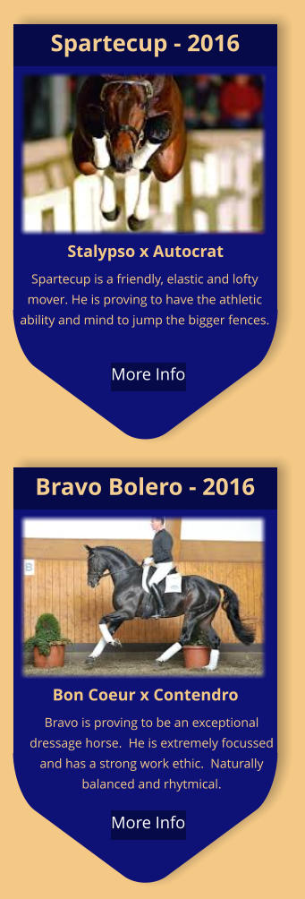 Bon Coeur x Contendro Bravo is proving to be an exceptional dressage horse.  He is extremely focussed and has a strong work ethic.  Naturally balanced and rhytmical. Bravo Bolero - 2016  More Info Stalypso x Autocrat Spartecup is a friendly, elastic and lofty mover. He is proving to have the athletic ability and mind to jump the bigger fences.   Spartecup - 2016  More Info